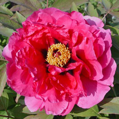 Пион древовидный Аллегро/Paeonia suffruticosa Allegro С5