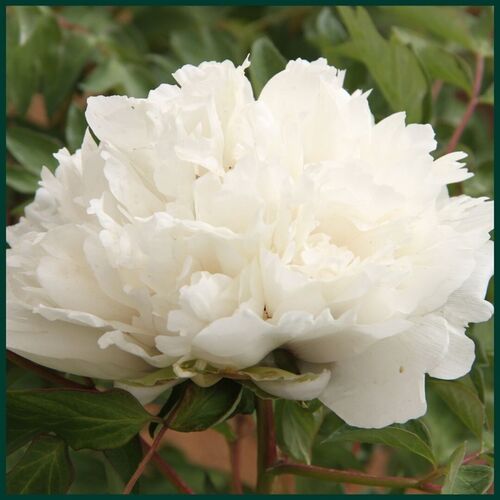 Пион древовидный Карт Бланш/Paeonia suffruticosa Carte Blanche С5