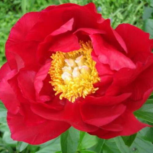 Пион древовидный Херитэйдж/Paeonia suffruticosa Heritage С5