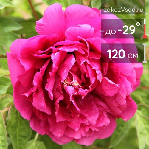 Пион древовидный Пенни Лейн/Paeonia suffruticosa Penny Lane С5