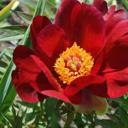 Пион древовидный Вельвет Руби/Paeonia suffruticosa Velvet Ruby С5