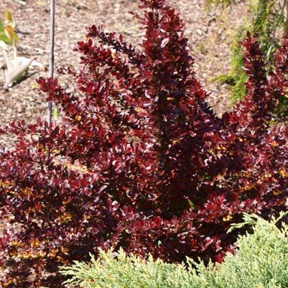 Барбарис Тунберга Кармен/Berberis thunbergii Carmen 20-40 C3