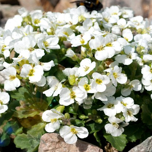 Арабис кавказский Литл Треже Вайт/Arabis caucasica Little TreasureWite  Р1,5