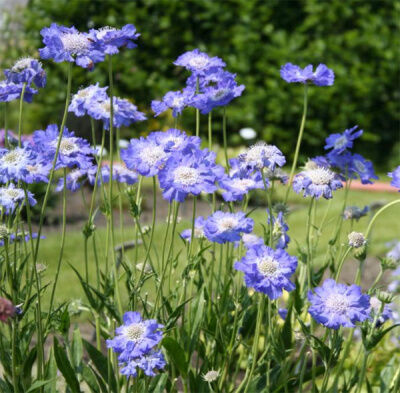 Скабиоза кавказская Фама Дип Блу/Scabiosa caucasica Fama Deep Blue Р1,5