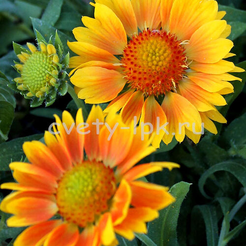 Гайлардия гибридная Аризона Априкот/Gailardia hybrida Arizona Apricot Р1,5