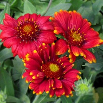 Гайлардия гибридная Аризона Ред Шадейс/Gailardia hybrida Arizona Red Shades Р1,5