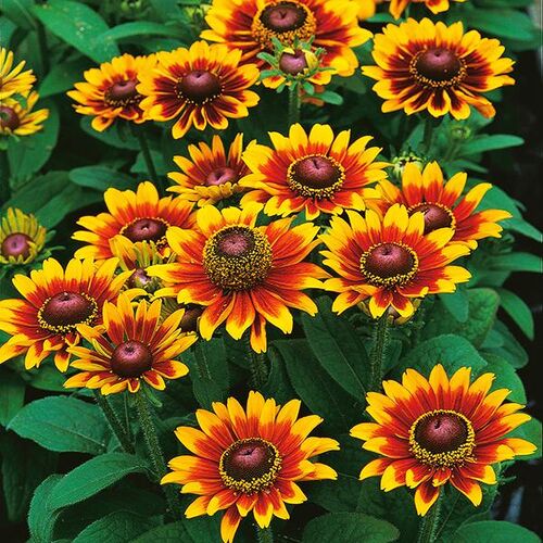 Рудбекия волосистая Тото Рустик/Rudbeckia hirta Toto Rustic Р1,5