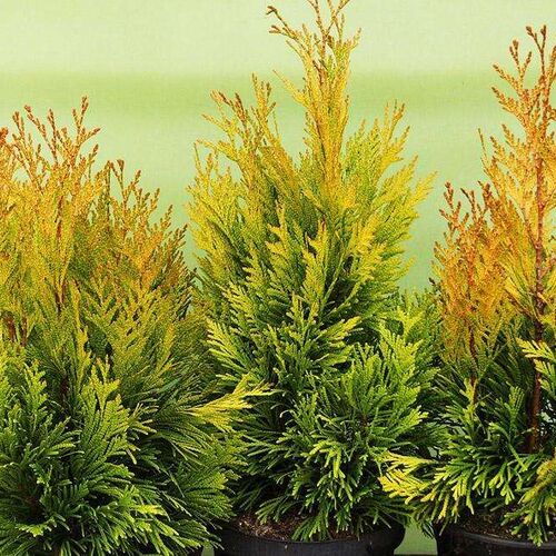 Туя гигантская (складчатая) Форевер Голди/Thuja plicata Forever Goldi 40-60 С3