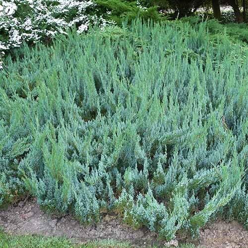 Можжевельник горизонтальный Альпина/Juniperus horizontalis Alpina 20-30 С3