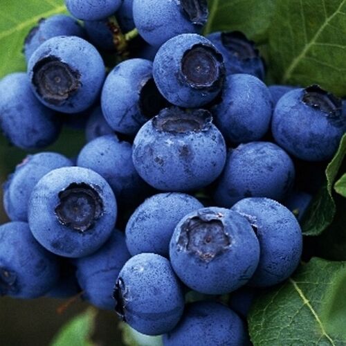 Голубика высокорослая Джерси/Vaccinium corymbosum Jersey С3