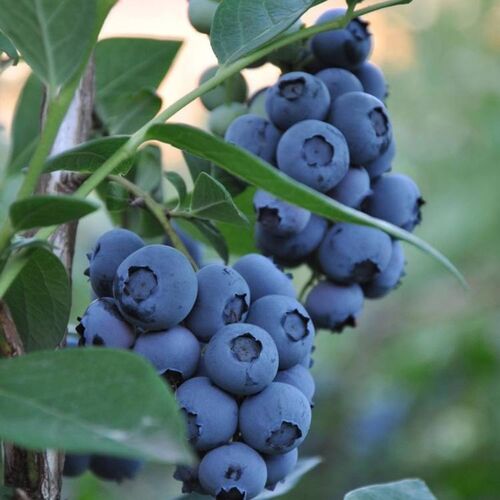 Голубика высокорослая Пуру/Vaccinium corymbosum Puru C3