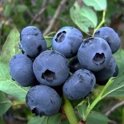 Голубика высокорослая Хардиблю/Vaccinium corymbosum HardyBlue С3