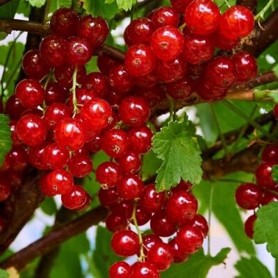 Смородина красная Ролан (3-х летняя)