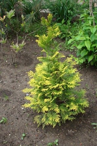 Кипарисовик горохоплодный Стратмор/Chamaecyparis pisifera Strathmore 40-60 С5