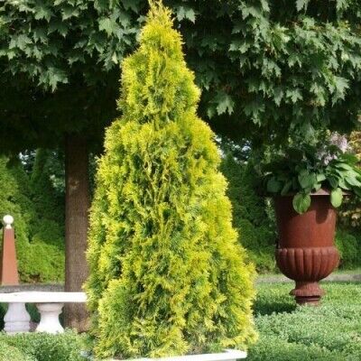 Туя западная Янтарь/Thuja occidentalis Jantar 160-180 В