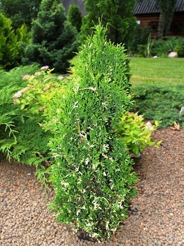 Туя западная Конфетти/Thuja occidentalis Konfetti 60-80 С4 (Верещак)