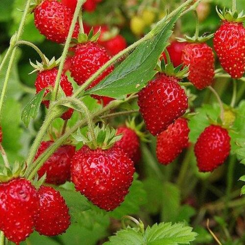 Земляника мелкоплодная Рейнский Вальс