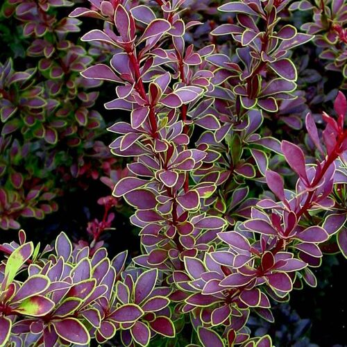 Барбарис тунберга Голден Ринг/Berberis thunbergii Golden Ring (Ч22)