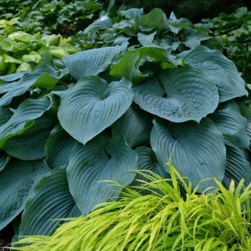 Хоста гибридная Блю Энджел/Hosta hybrid Blue Angel Р1,5