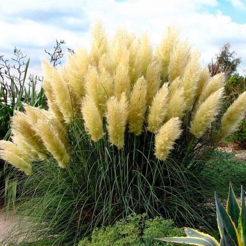Кортадерия (пампасная трава)/Cortaderia selloana Р1,5