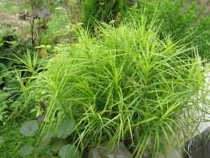 Осока пальмолистная/Carex muskingumensis Р1,5