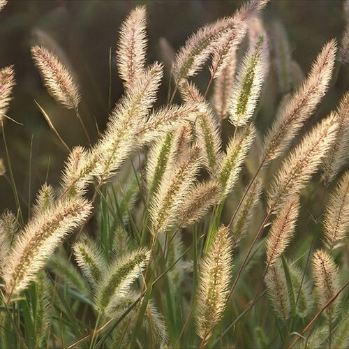 Лисохвост луговой/Alopecurus pratensis Р1,5