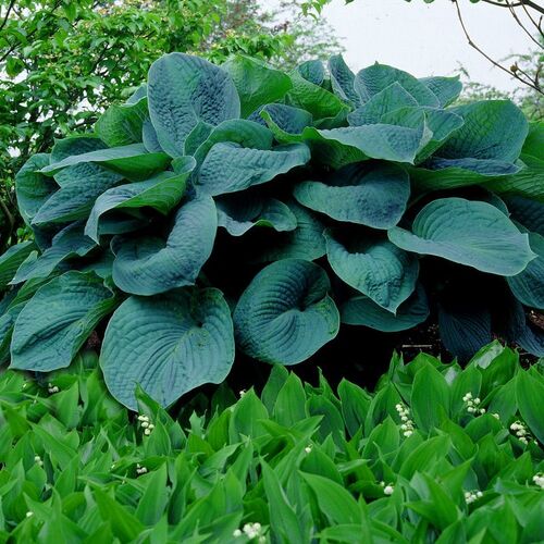 Хоста гибридная Биг Дэдди/Hosta hybrid Big Daddy Р1,5