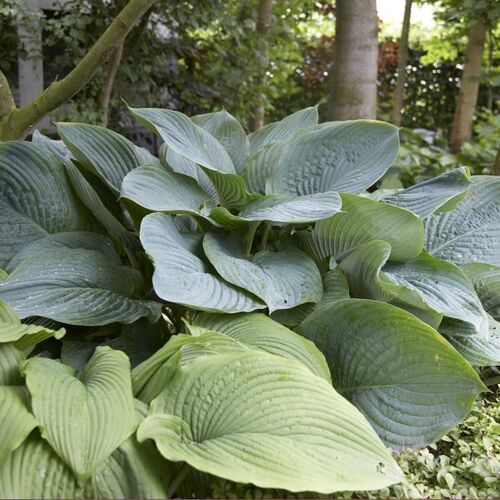 Хоста гибридная Эмпресс Ву/Hosta hybrid Empress Wu Р1,5