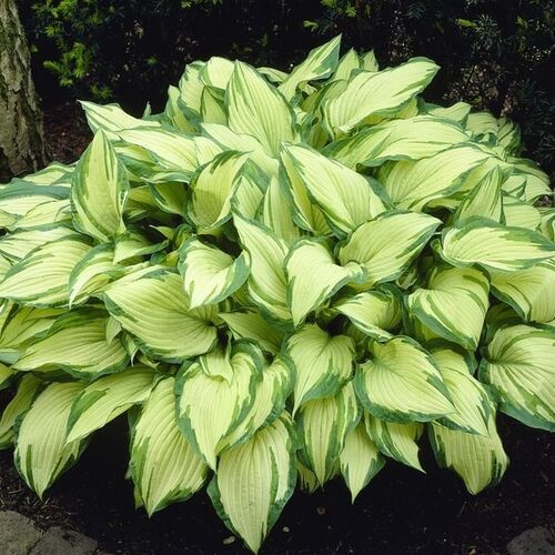 Хоста Форчуна Альбопикта/Hosta fortunei Albopicta Р1,5
