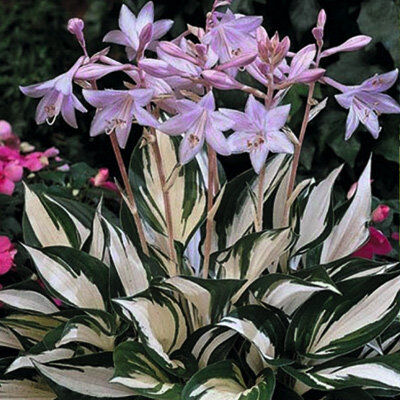Хоста гибридная Файр энд Айс/Hosta hybrid Fire and Ice Р1,5