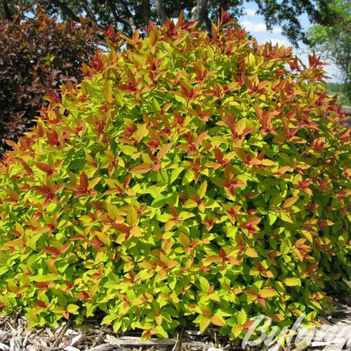 Спирея японская Мэджик Карпет/Spiraea japonica Magic Carpet 60-80 C7,5 СП