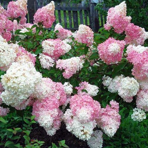 Гортензия метельчатая Тач оф Пинк/Hydrangea paniculata Touch of Pink C5