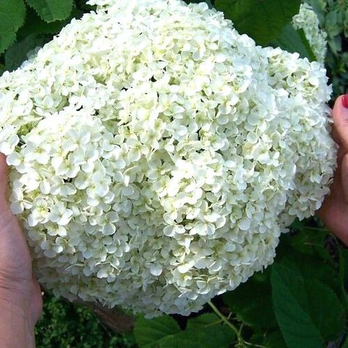 Гортензия древовидная Баунти/Hydrangea arborescens Вounty 60-80 С7,5 СП