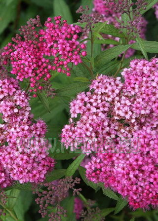 Спирея Бумальда Кантри Рэд/Spiraea х bumalda Country Red 50-60 С5