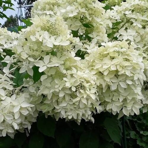 Гортензия метельчатая Дентель де Горрон/Hydrangea paniculata Dentelle de Gorron 60-80 С7,5 СП