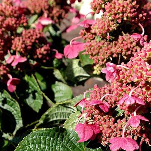 Гортензия метельчатая Инфинити/Hydrangea paniculata Infinity 40-60 С7,5 СП