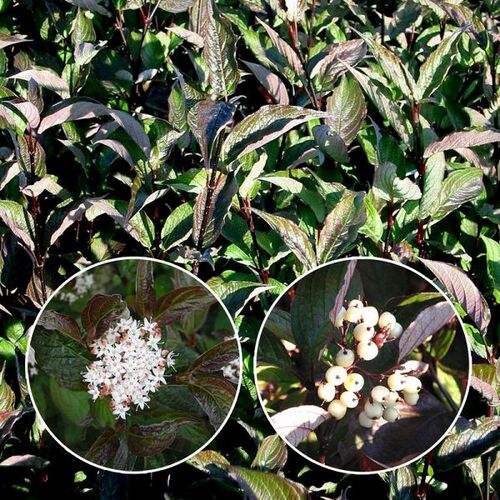 Дерен белый Кессельринги/Cornus alba Kesselringii 60-90 С7,5