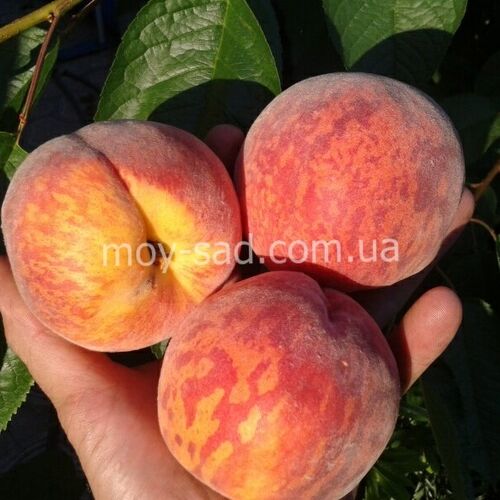 Персик Кондор С6