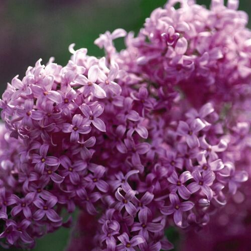 Сирень китайская Саугеана/Syringa chinensis Saugeana 40-60 С7,5