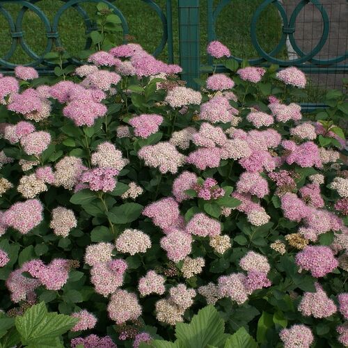 Спирея густоцветковая/Spiraea densiflora 30-40 С7,5