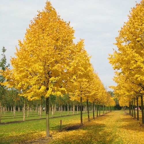 Липа мелколистная Винтер Оранж/ Tilia cordata Winter Orange 250-300 В