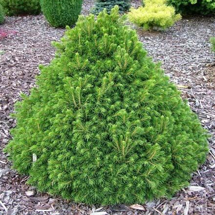 Ель обыкновенная Томпа/Picea abies Tompa 15-20 С2