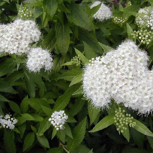 Спирея японская Пигмеа Альба/Spiraea japonica Pygmaea Alba 30-40 С5