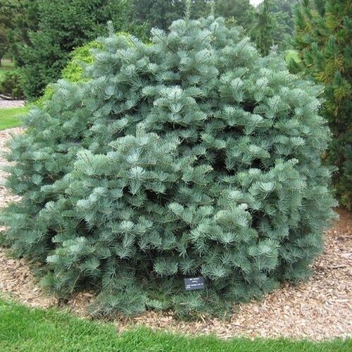Пихта одноцветная Компакта/Abies concolor Compacta 140-160 В