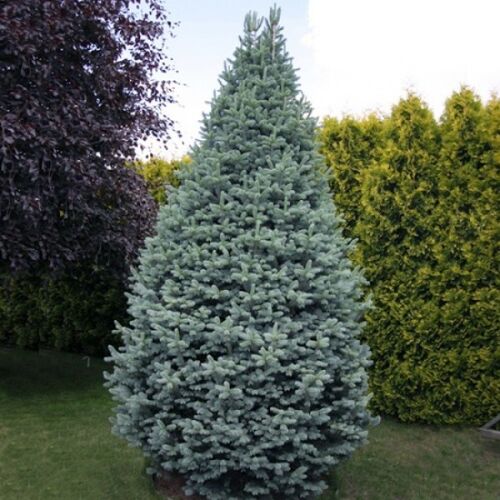 Пихта субальпийская Компакта/Abies lasiocarpa Compacta 40-50 7,5