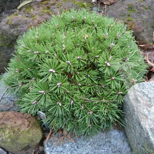 Сосна горная Бенджамин/Pinus mugo Benjamin Ра 40 С7,5