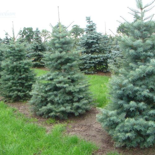 Пихта одноцветная Виолацеа/Abies concolor Violacea 50-60 С2