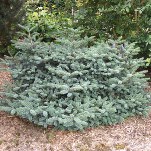 Пихта корейская Бонсай Блю/Abies koreana Bonsai Blue 20-30 С2