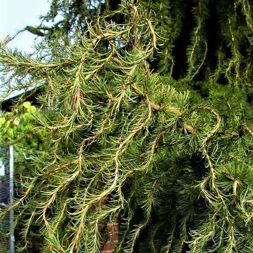 Лиственница Кэмпфера Диана/Larix kaempferi Диана 140-160 С10