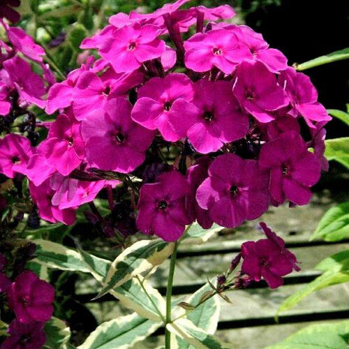 Флокс метельчатый Арлекин/Phlox paniculata Harlequin Р1,5